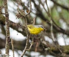 Phylloscopus xanthoschistos