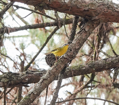 Phylloscopus xanthoschistos