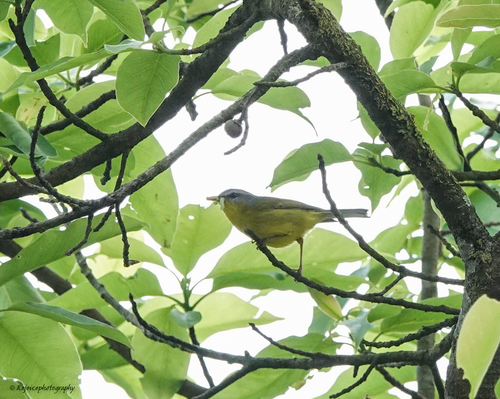 Grey-hooded Warbler (Phylloscopus xanthoschistos), photo 7