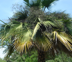 Copernicia tectorum