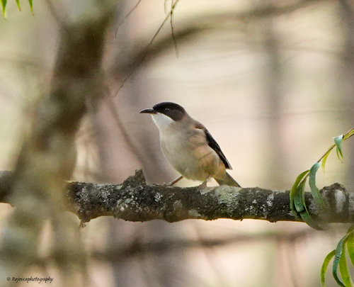 Heterophasia gracilis