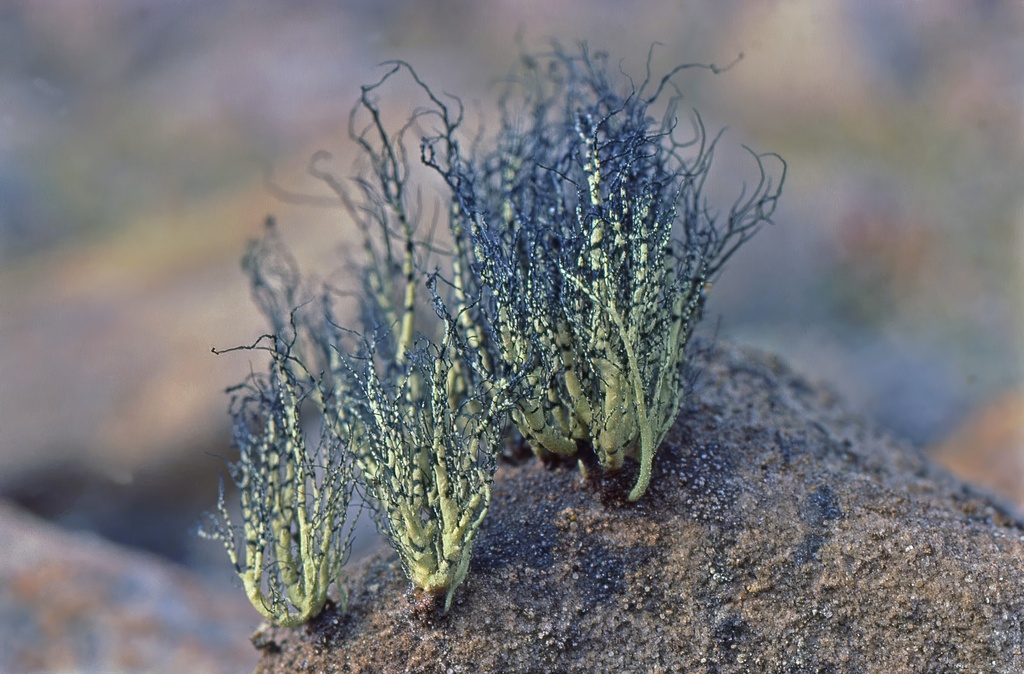 Zebra Beard Lichen