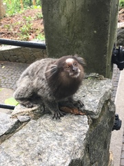 Callithrix jacchus × penicillata