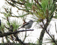 Ficedula westermanni