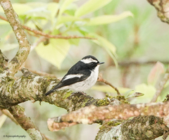 Ficedula westermanni