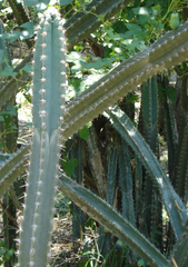 Cereus repandus