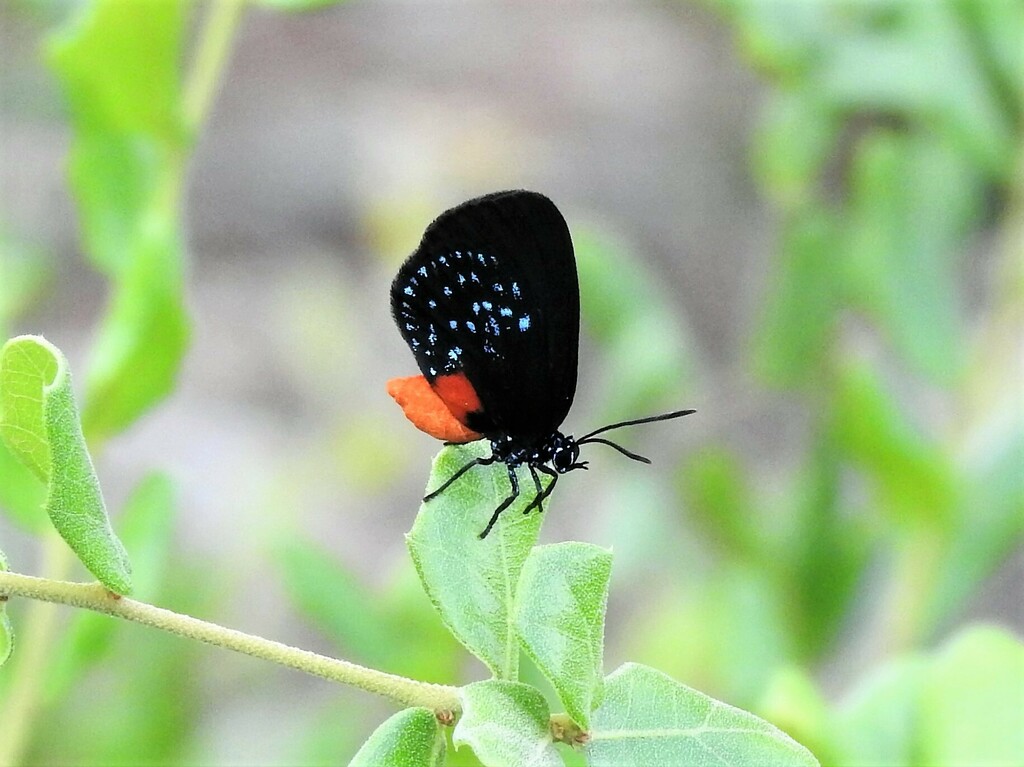 Atala from High Ridge Scrub Natural Area 7300 High Ridge Road Boynton ...