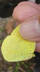 Eurema blanda arsakia