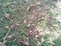 Psammophis lineatus