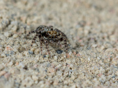 Pseudeuophrys obsoleta