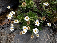 Celmisia hieraciifolia