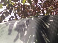 Hapsidophrys smaragdinus