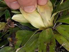 Celmisia hieraciifolia