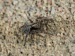 Pseudeuophrys obsoleta