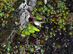 Notogrammitis crassior