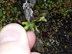 Notogrammitis crassior