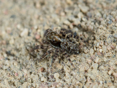 Pseudeuophrys obsoleta