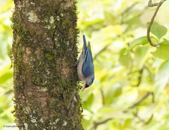 Velvet-Fronted Nuthatch photo 5