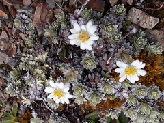 Leucogenes leontopodium