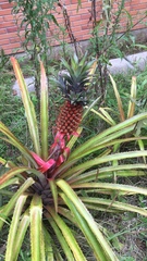 Ananas comosus bracteatus