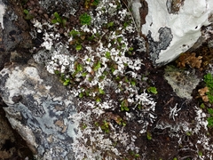 Notogrammitis crassior