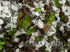 Notogrammitis crassior