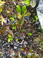 Notogrammitis crassior