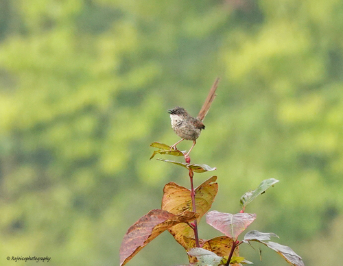Prinia crinigera