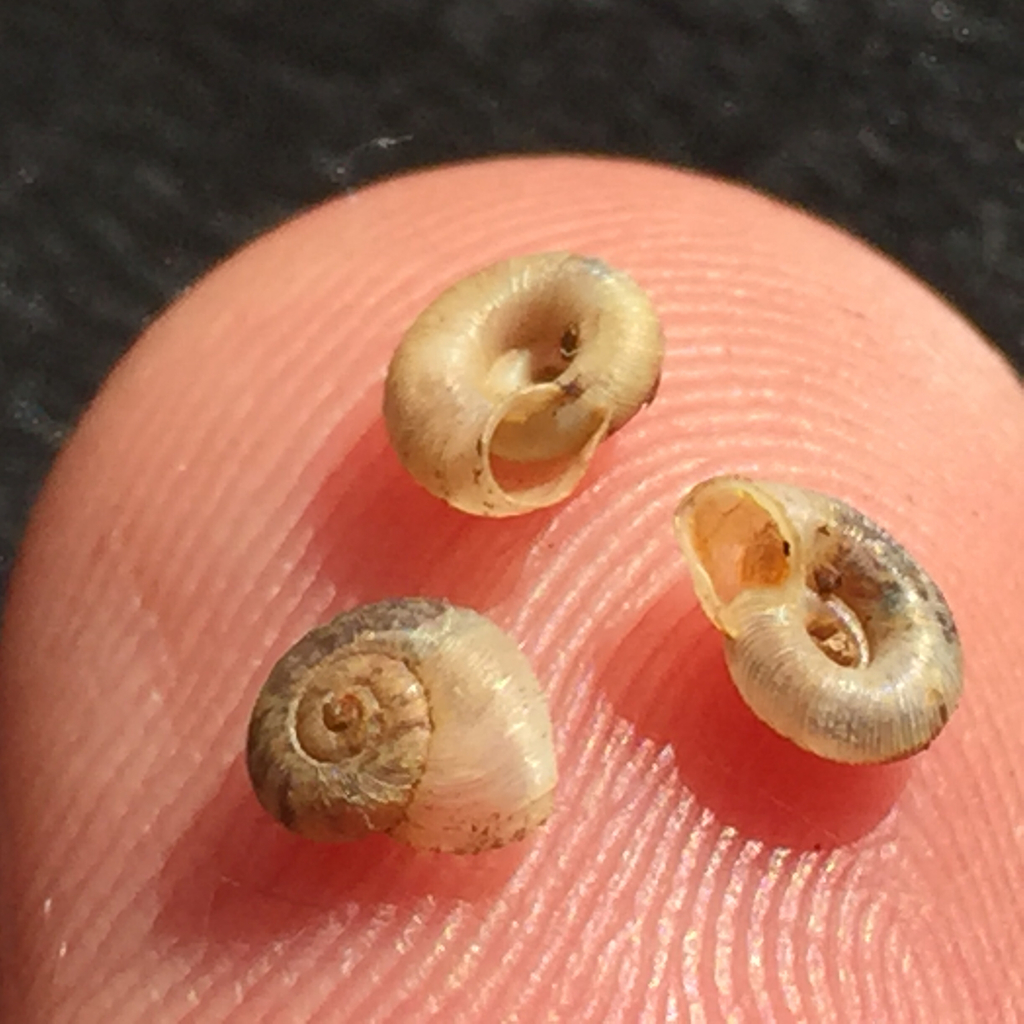 Ribbed Lancetooth Snail