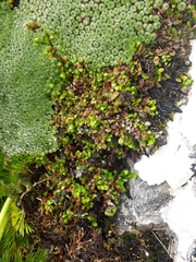 Notogrammitis crassior