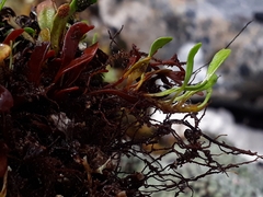 Notogrammitis crassior