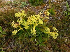 Aciphylla dissecta