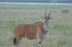 Tragelaphus oryx pattersonianus