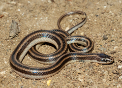 Broad-Striped Racerlet photo 2