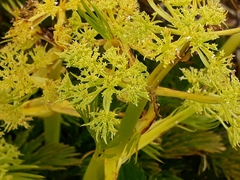 Aciphylla dissecta