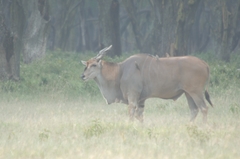 Tragelaphus oryx pattersonianus