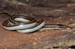 Broad-Striped Racerlet photo 3