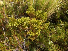 Veronica tetragona subsimilis