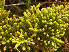 Veronica tetragona subsimilis