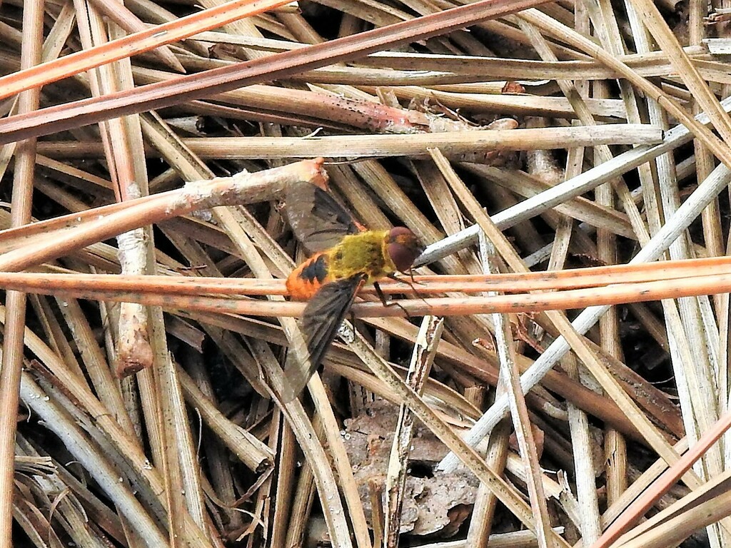 Chrysanthrax cypris from High Ridge Scrub Natural Area 7300 High Ridge ...