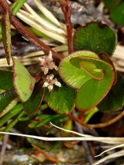Myrsine nummularia