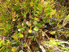 Myrsine nummularia