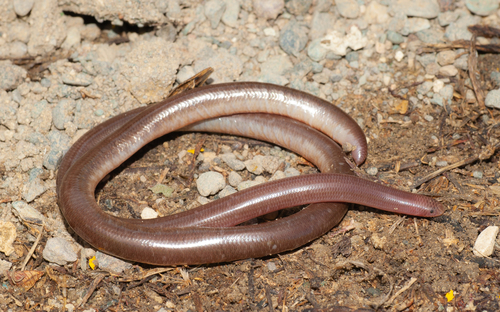 Photo of a Guantanamo Bay Blindsnake (Cubatyphlops perimychus)