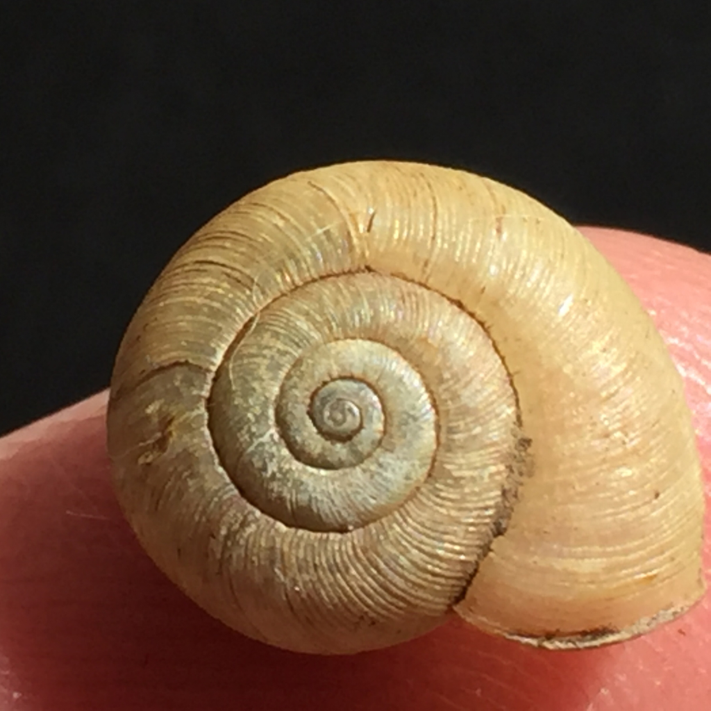 Hooded Lancetooth Snail