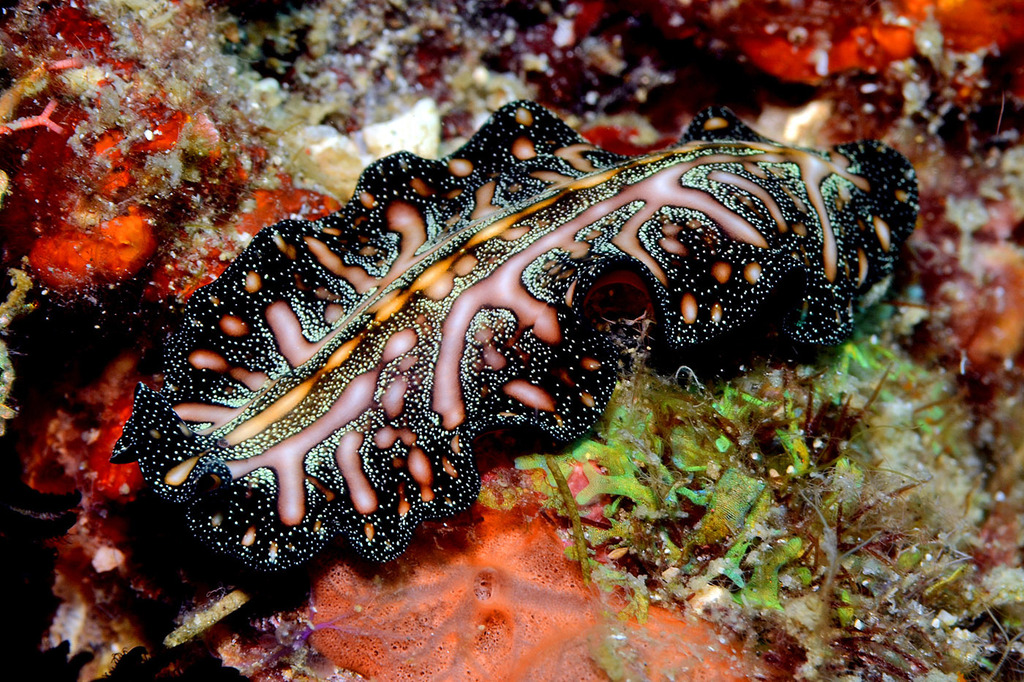 Pseudoceros agattiensis