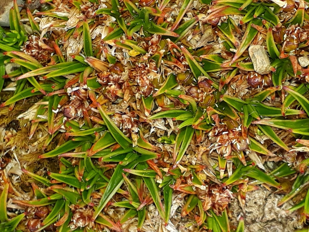 Luzula colensoi