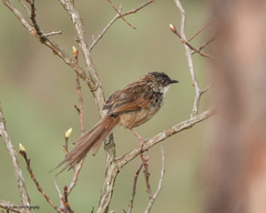 Prinia crinigera
