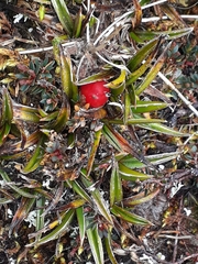 Astelia linearis