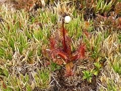 Drosera stenopetala