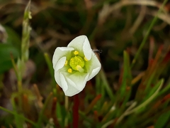 Drosera stenopetala